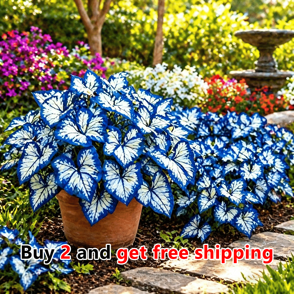🌸 Moonlight Butterfly Flower Seeds (100 capsules)